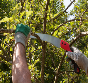 Pruning and Yard Clean Ups